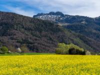 Blühendes Rapsfeld mit Kampenwand Blick